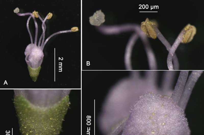 New species of Callicarpa discovered in Hunan, China
