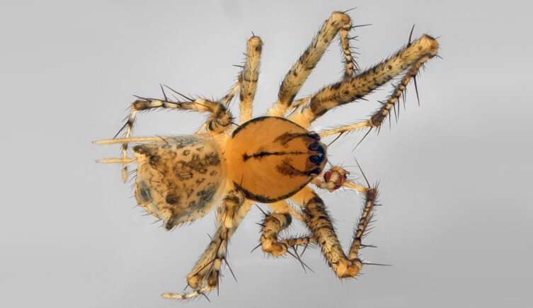 New species of pirate spiders discovered on South Atlantic island