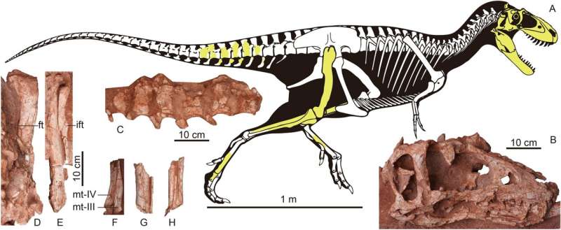 New species of tyrannosaurid dinosaur identified in China