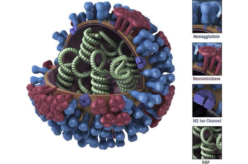Experimental vaccine targets portions of the flu virus that don't change