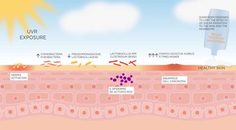 New study explores the sun's effects on the skin microbiome: It can create a damaged skin barrier