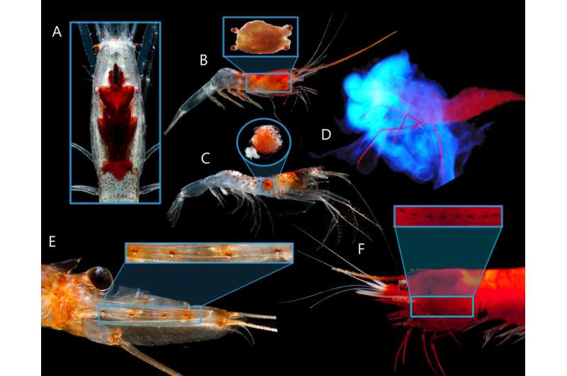 New study finds bioluminescence more common than previously thought in deep‐sea shrimp