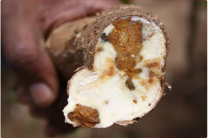New study identifies potential gene targets for management of cassava whitefly, key vector of viral diseases threatening African food security