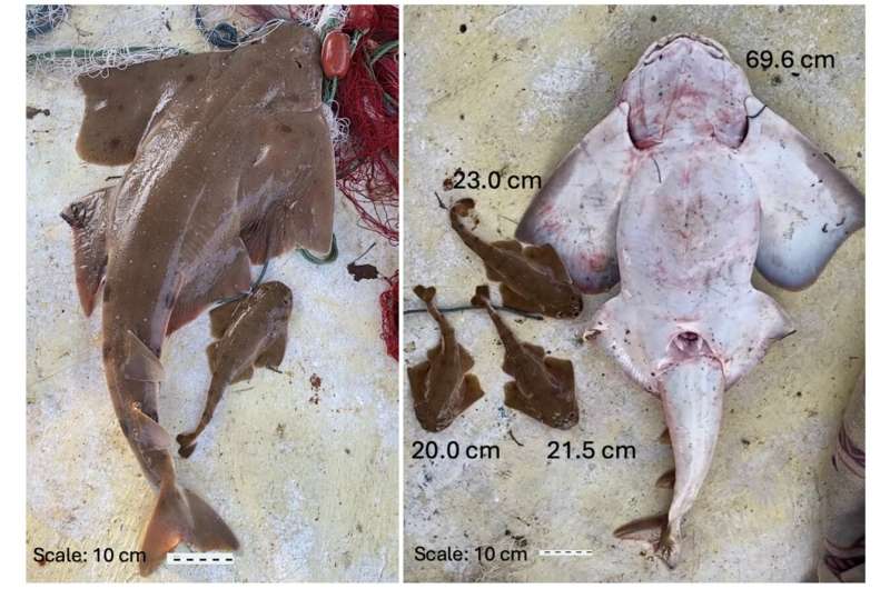 New study identifies potential protection areas for critically endangered sharks in Türkiye