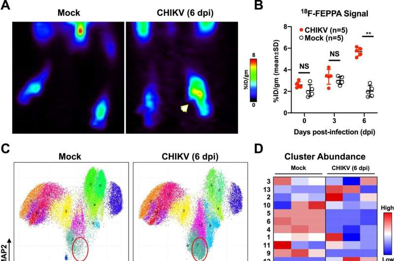 New study on immune cells interaction unlocks novel treatment targets for Chikungunya virus