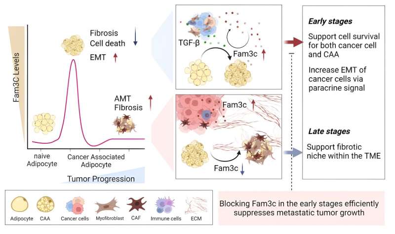 New study reveals critical role of FAM3C in breast cancer progression