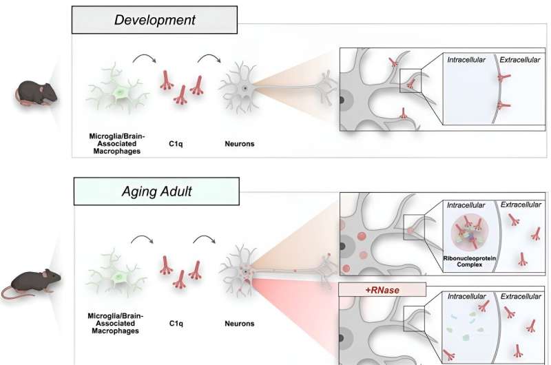 New study reveals critical role of C1q protein in neuronal function and aging