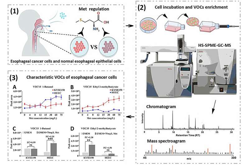 New study reveals potential for noninvasive esophageal cancer screening through VOCs analysis