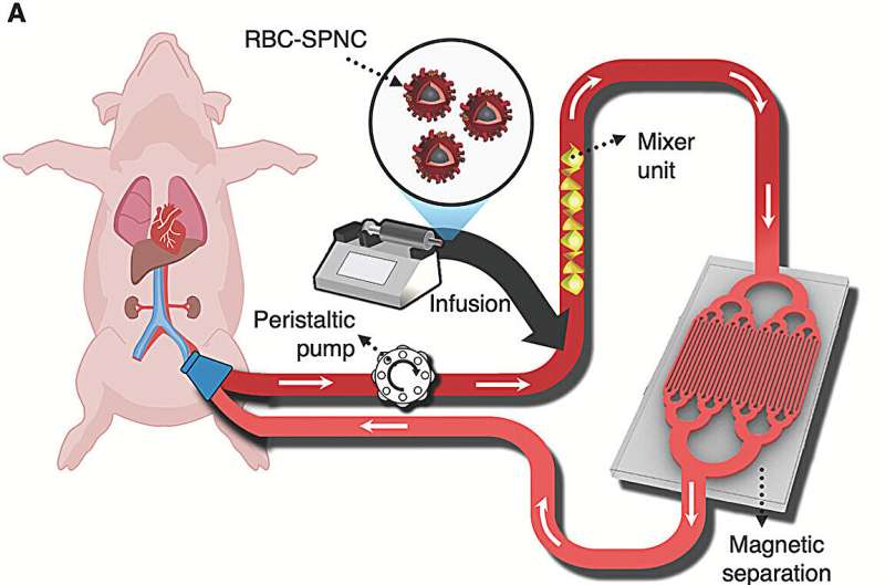 New study reveals promising technology for sepsis treatment using functional magnetic nanoclusters