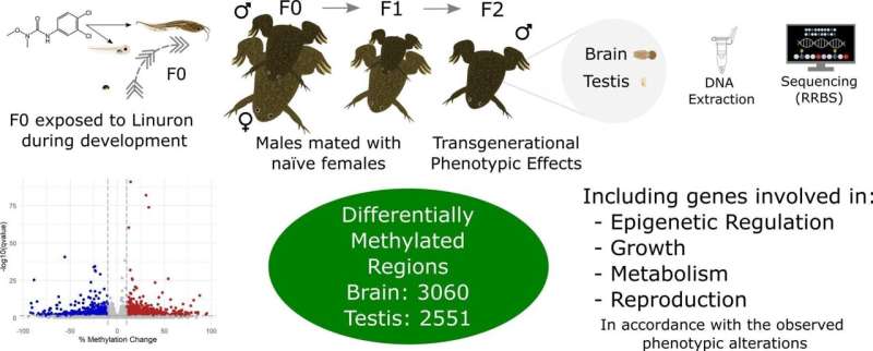 New study reveals transgenerational effects of pesticide linuron on frogs