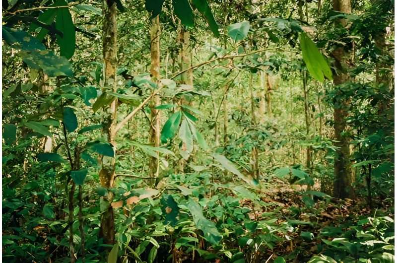 New study reveals uniqueness of naturally occurring monodominant forests in the Republic of Congo
