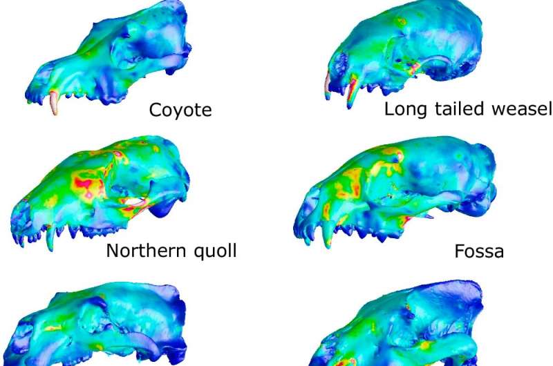 New study sheds light on the diversity of carnivore skull shapes and their function