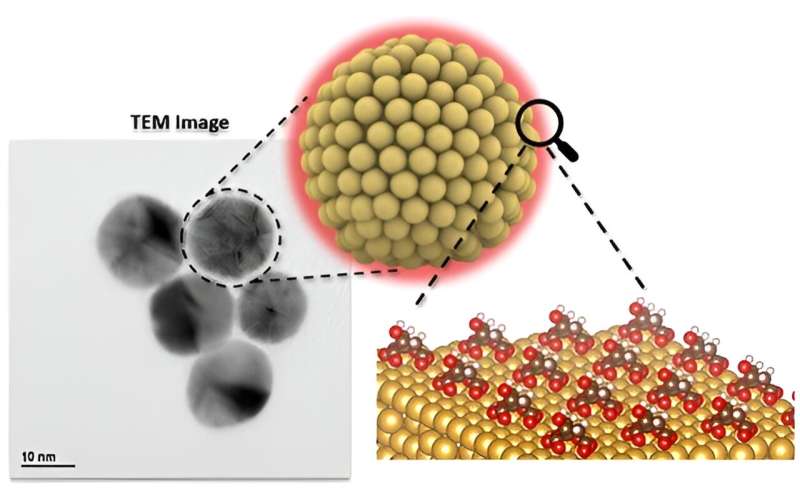 New Study Shows How Organic Molecules Impact Gold Nanoparticles