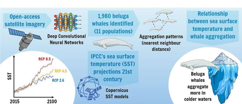 New study suggests warming seas are negatively affecting beluga whales' aggregation patterns