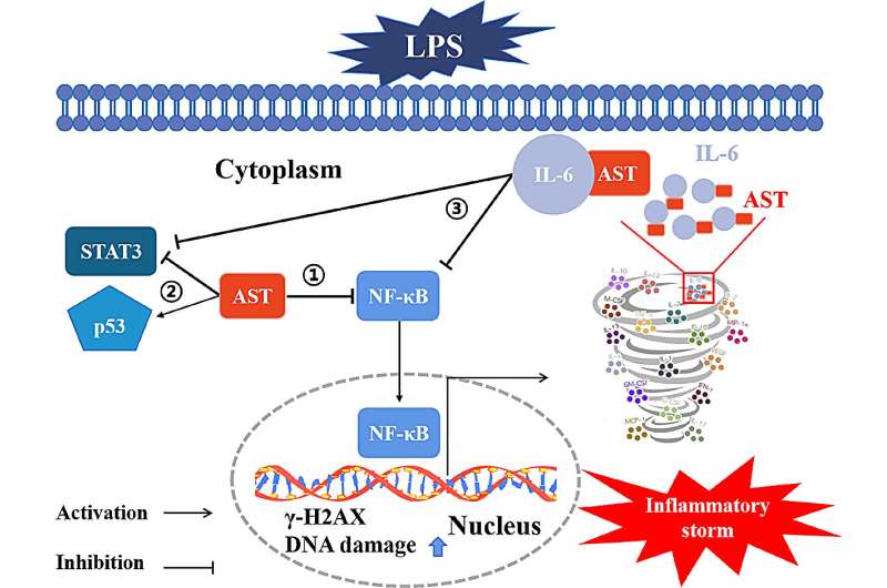 New study uncovers astaxanthin's anti-inflammatory potential against LPS-induced inflammation