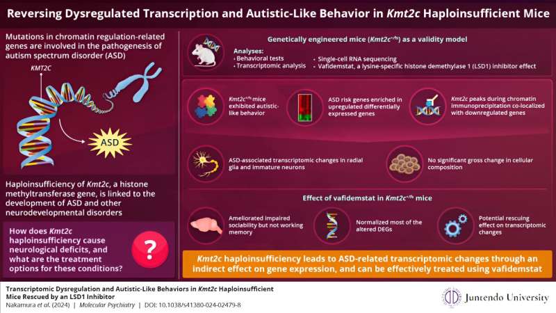 New study uncovers how altered gene expression can induce autism