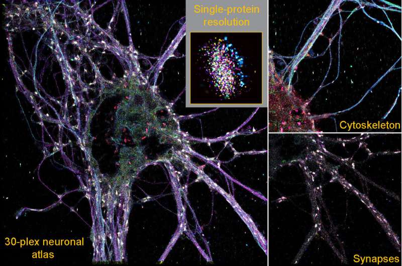 New synapse type discovered through spatial proteomics