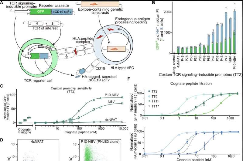 New T-FINDER platform provides deep insights into t cell responses against novel cancer vaccine