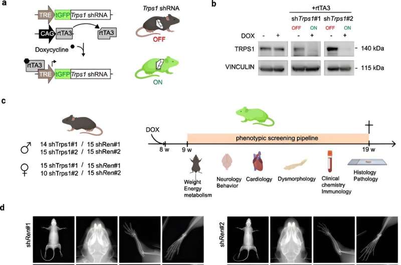 New target for breast cancer medications