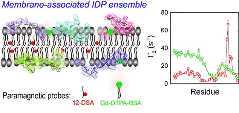 New technique for studying membrane-associated intrinsically disordered proteins