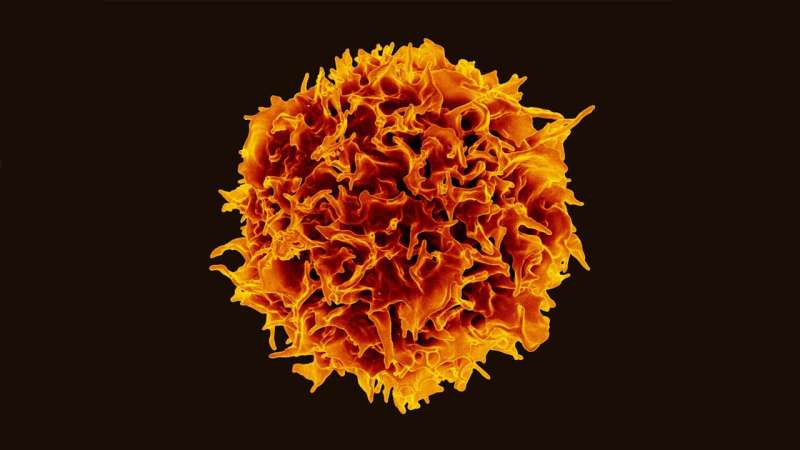 New therapy strengthens the immune system's counterattack on skin cancer