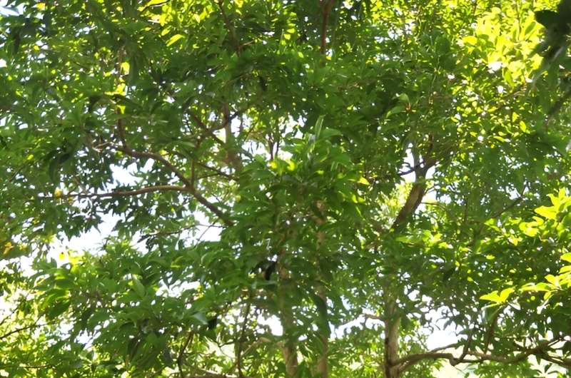 New tree species found in Xishuangbanna