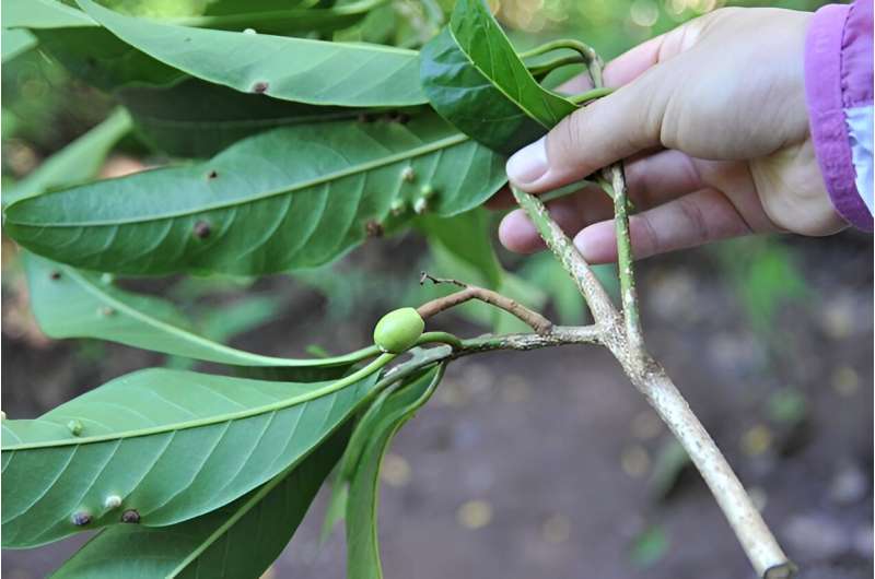 New tree species found in Xishuangbanna