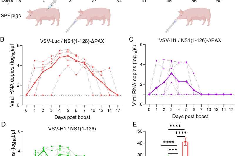 New two-step flu vaccine strategy shows promise in pig model