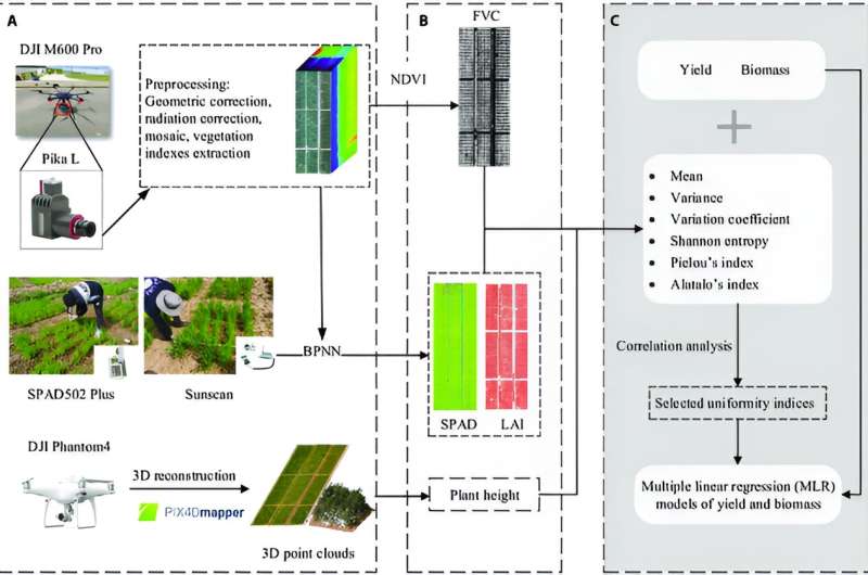 New UAV-based method enhances wheat uniformity monitoring and yield prediction