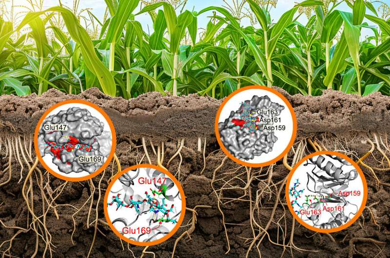 New understanding of a common plant enzyme could lead to better crop management