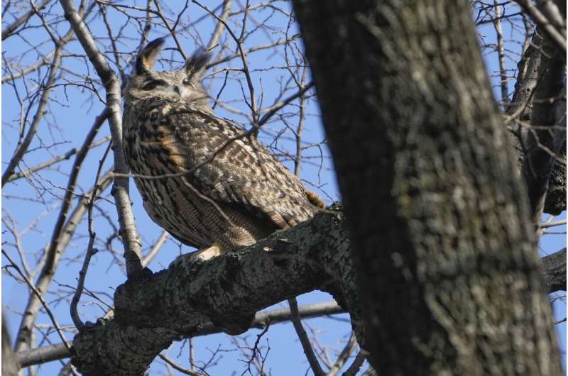 New York City owl Flaco was exposed to pigeon virus and rat poison before death, tests show