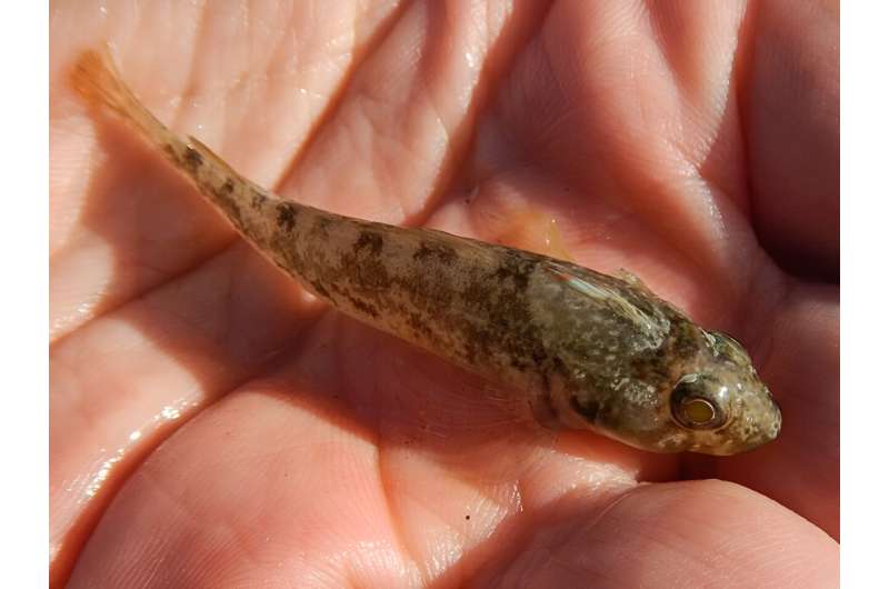 New Zealand fish that are closer to cities ingest more plastic