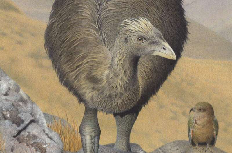 New Zealand's flightless birds are retreating to moa refuges
