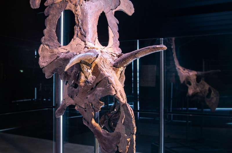 Newly discovered dinosaur boasts big, blade-like horns