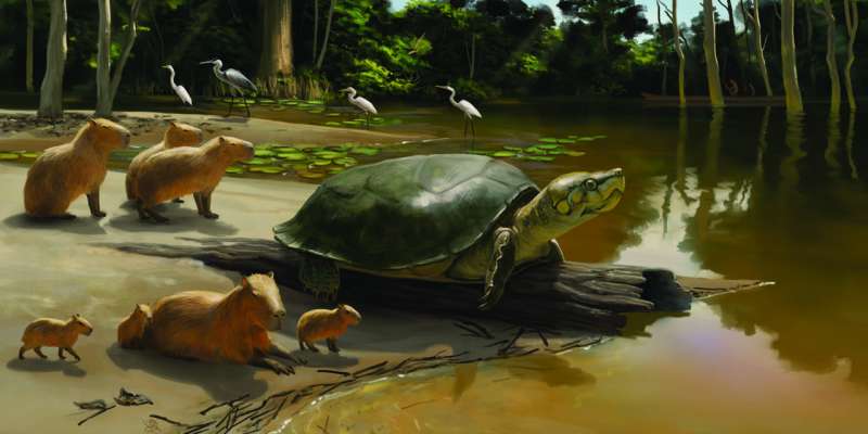 Newly discovered: Fossil giant turtle named after Stephen King novel character