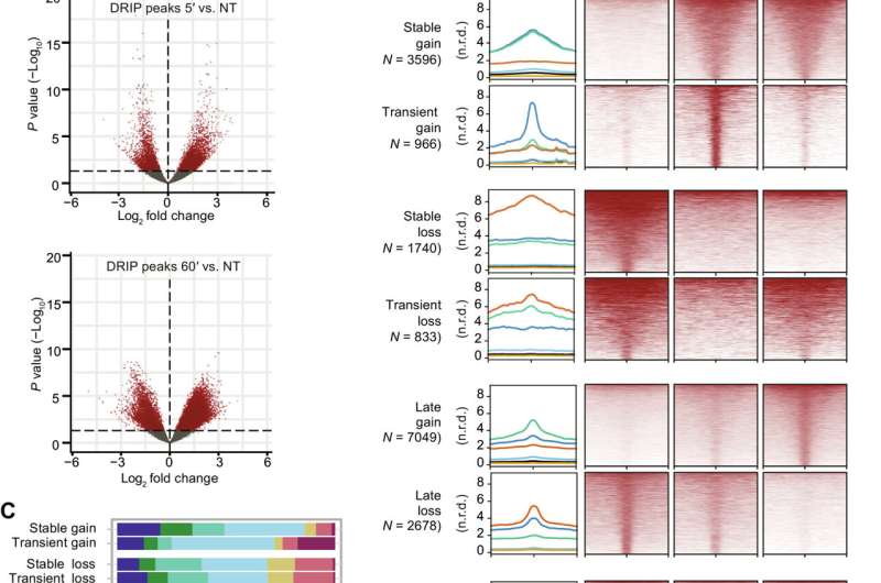 Newly discovered mechanism halts tumor cell replication