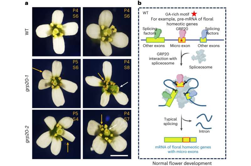 Newly identified protein helps flowers develop all the right parts