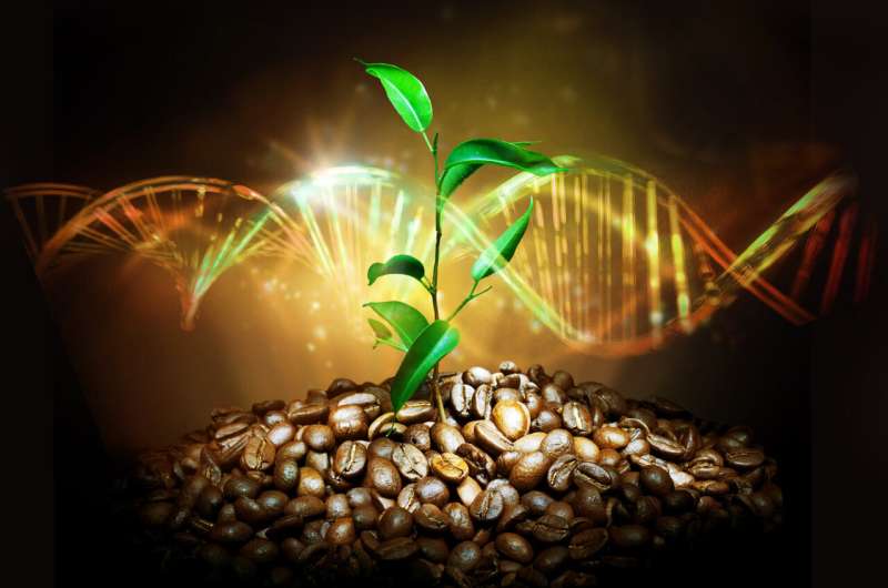 Newly sequenced genome reveals coffee's prehistoric origin story — and its future under climate change