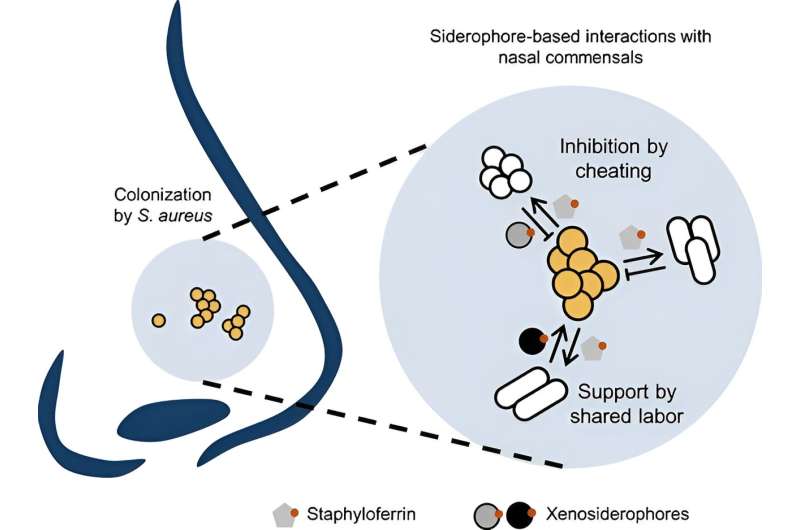 News Nasal microbiome: depriving multi-resistant bugs of iron