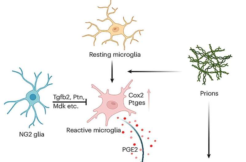 NG2 glia cells protect against prion-induced neurotoxicity and neurodegeneration