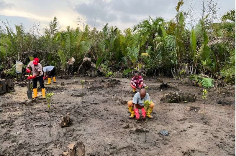 Nigeria's government has promised to help local authorities protect mangroves