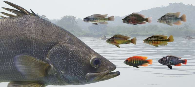 Nile perch invasion triggered genetic bottlenecks in lake Victoria's endemic cichlids
