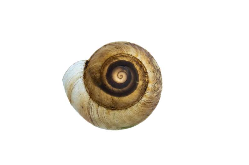 Nine new snail species discovered in Papua New Guinea, a biodiversity hot spot at risk