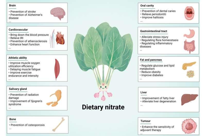 Nitrate —— an important messenger of body homeostasis maintenance