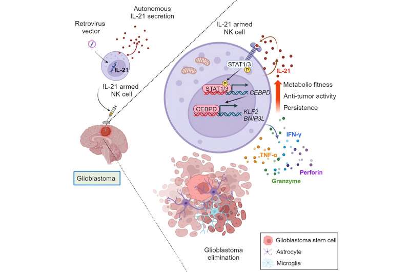 NK cells expressing interleukin-21 show promising antitumor activity in glioblastoma cells