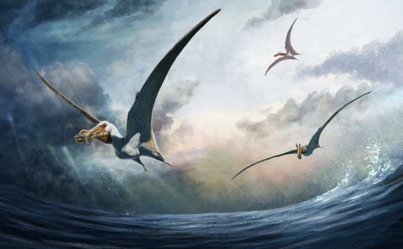 No bones about it: 100-million-year-old bones reveal new species of pterosaur