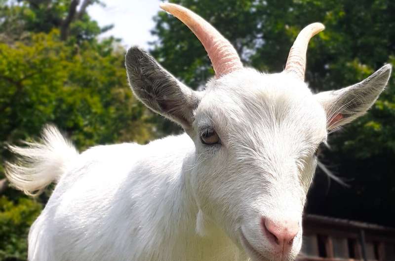 No kidding! — Goats can tell if you are happy or angry by your voice alone