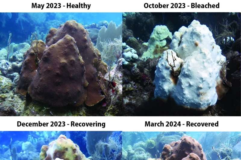 NOAA confirms fourth global coral bleaching event
