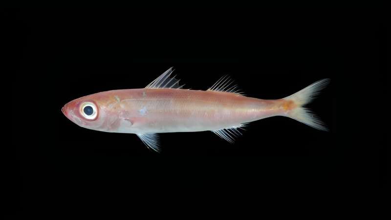 NOAA researchers discover new fish species