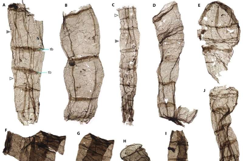 North China fossils show eukaryotes first acquired multicellularity 1.63 billion years ago